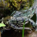 Ringelnatter frißt Frosch