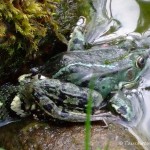 Ringelnatter frißt Frosch