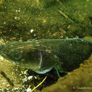 Beobachtung im Straussee