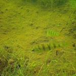 Flußbarsch, Tauchen im Dreetzsee, Tauchen in Mecklenburg-Vorpommern