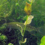 Hecht (Esox esox), Tauchen im Dreetzsee, Tauchen in Mecklenburg-Vorpommern