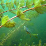 Flußbarsch, Tauchen im Dreetzsee, Tauchen in Mecklenburg-Vorpommern