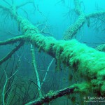 Alter Baum, Tauchen in Frose, Tauchen in Sachsen-Anhalt