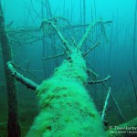 alter Baum, Tauchen in Frose, Tauchen in Sachsen-Anhalt