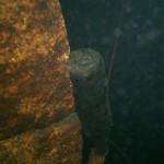 Unterwasserimpressionen, Tauchen im Steinbruch Sparmann, Tauchen in Sachsen