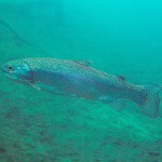 Forelle, Tauchen im Kreidesee Hemmoor