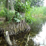 Carwitzer See, Ufer, Tauchen im Carwitzer See, Tauchen in Brandenburg