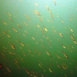 Fischschwarm, Tauchen im Carwitzer See, Tauchen in Brandenburg