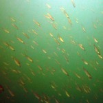 Fischschwarm, Tauchen im Carwitzer See, Tauchen in Brandenburg