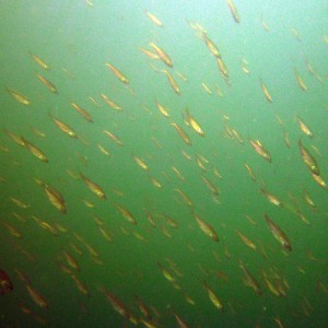 Fischschwarm