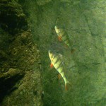 Flussbarsch, Tauchen im Steinbruch Riesenstein, Tauchen in Sachsen