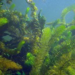 Makrophyten, Tauchen im Steinbruch Riesenstein, Tauchen in Sachsen