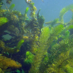Unterwasserpflanzen