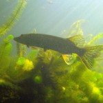 Hecht, Tauchen im Steinbruch Riesenstein, Tauchen in Sachsen