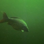 Spiegelkarpfen, Tauchen im Steinbruch Riesenstein, Tauchen in Sachsen