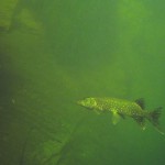 Hecht, Tauchen im Steinbruch Riesenstein, Tauchen in Sachsen