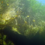 Uferzone, Tauchen im Steinbruch Riesenstein, Tauchen in Sachsen