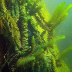 Unterwasserpflanzen, Tauchen im Steinbruch Riesenstein, Tauchen in Sachsen