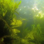Unterwasserpflanzen, Tauchen im Steinbruch Riesenstein, Tauchen in Sachsen
