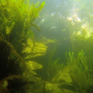 Unterwasserpflanzen