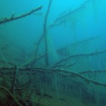 Baum im Wasser, Tauchen im Steinbruch Pretzien, Tauchen in Sachsen-Anhalt