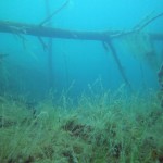 Baum im Wasser, Tauchen im Steinbruch Pretzien, Tauchen in Sachsen-Anhalt