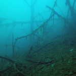 Baum im Wasser, Tauchen im Steinbruch Pretzien, Tauchen in Sachsen-Anhalt