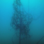 Baum im Wasser, Tauchen im Steinbruch Pretzien, Tauchen in Sachsen-Anhalt