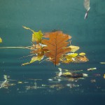 Herbstspiel, Tauchen im Steinbruch Pretzien, Tauchen in Sachsen-Anhalt