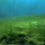Unterwasserimpressionen, Tauchen in Frose, Tauchen in Sachsen-Anhalt