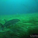 Hecht (Esox esox), Tauchen in Frose, Tauchen in Sachsen-Anhalt