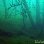 Wald, Tauchen in Frose, Tauchen in Sachsen-Anhalt