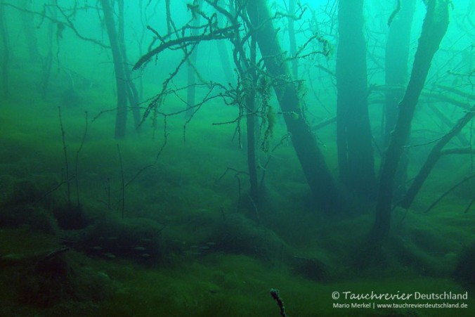 2013_11_09_Frose_005