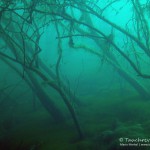 Unterwasserwald, Tauchen in Frose, Tauchen in Sachsen-Anhalt