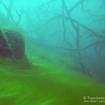 Unterwasserimpressionen, Tauchen in Frose, Tauchen in Sachsen-Anhalt