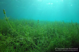 2013_11_09_Frose_106