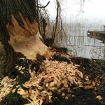 Biberspuren, Erle, Tauchen im Schermützelsee, Tauchen in Brandenburg