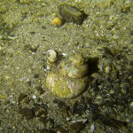 Sumpfdeckelschnecke, Tauchen im Schermützelsee, Tauchen in Brandenburg