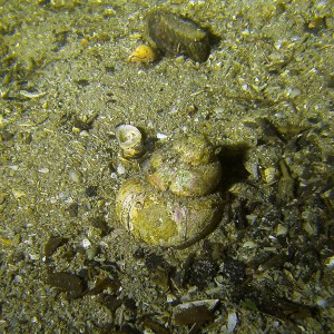 Sumpfdeckelschnecke