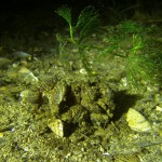 Dreikantschnecke, Tauchen im Schermützelsee, Tauchen in Brandenburg