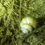 Sumpfdeckelschnecke, Tauchen im Schermützelsee, Tauchen in Brandenburg