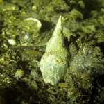 Spitzschlammschnecke, Tauchen im Schermützelsee, Tauchen in Brandenburg