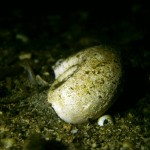 Posthornschnecke, Tauchen im Schermützelsee, Tauchen in Brandenburg