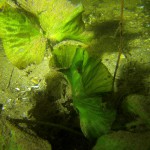 Teichrose, Tauchen im Schermützelsee, Tauchen in Brandenburg