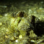 Dreikantmuschel, Tauchen im Schermützelsee, Tauchen in Brandenburg