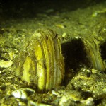 Teichmuschel, Tauchen im Schermützelsee, Tauchen in Brandenburg