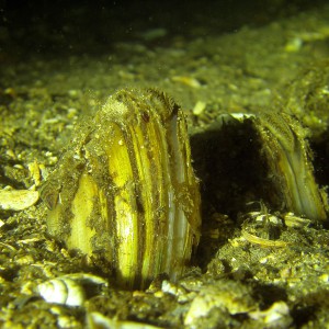 Teichmuschel
