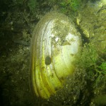 Teichmuschel, Tauchen im Schermützelsee, Tauchen in Brandenburg