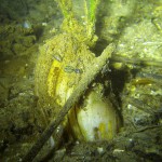 Teichmuschel, Tauchen im Schermützelsee, Tauchen in Brandenburg