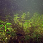 Spreizender Hahnenfuß, Tauchen im Schermützelsee, Tauchen in Brandenburg